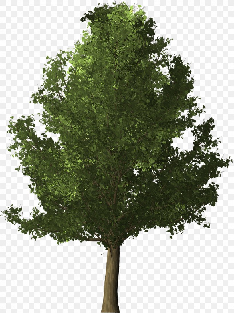 Ginkgo Biloba Tree Herb, PNG, 958x1280px, Ginkgo Biloba, Branch, Evergreen, Health, Herb Download Free