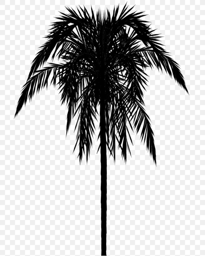 Asian Palmyra Palm Palm Tree Wallpaper Border Palm Trees Babassu, PNG, 768x1024px, Asian Palmyra Palm, Animal Print, Arecales, Attalea, Attalea Speciosa Download Free