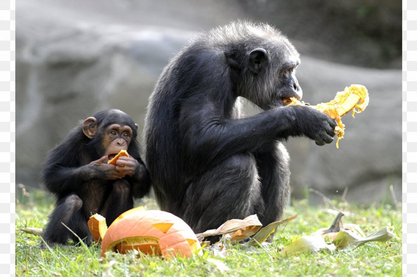 Detroit Zoo Common Chimpanzee Ape Primate Animal, PNG, 900x600px, Detroit Zoo, Animal, Animal Sanctuary, Ape, Baby Chimp Download Free