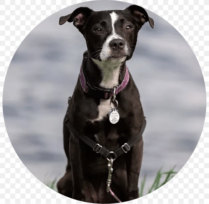 Dog Breed Pit Bull Borador Sporting Group Dog Collar, PNG, 801x801px, Watercolor, Cartoon, Flower, Frame, Heart Download Free