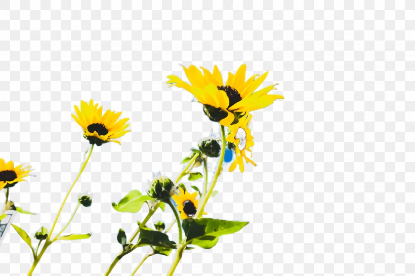 Floral Flower Background, PNG, 2452x1632px, Sunflower, Annual Plant, Asterales, Bloom, Chamomiles Download Free