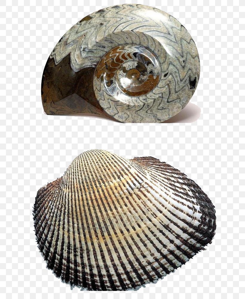 Fossil Download Computer File, PNG, 658x1000px, Fossil, Caracola, Chambered Nautilus, Clam, Clams Oysters Mussels And Scallops Download Free