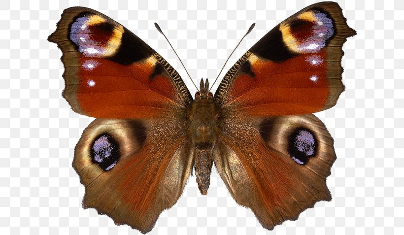 Peacock Butterfly Brush-footed Butterflies Inachis Annual Christmas Sale, PNG, 640x477px, Peacock Butterfly, Arthropod, Botanical Illustration, Brush Footed Butterfly, Brushfooted Butterflies Download Free