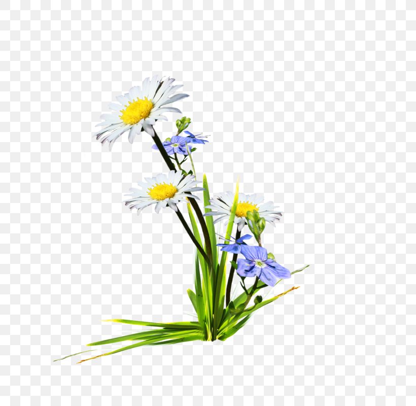 Wildflower Floral Design, PNG, 800x800px, Flower, Aster, Common Daisy, Cut Flowers, Daisy Download Free
