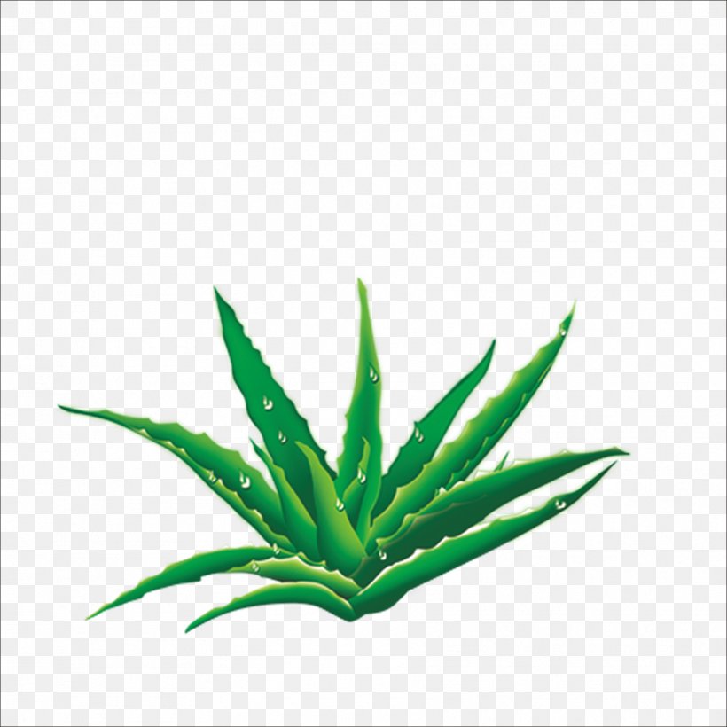 Aloe U5b8cu7f8eu82a6u835f, PNG, 1773x1773px, Aloe, Cosmetics, Dew, Drop, Flowering Plant Download Free
