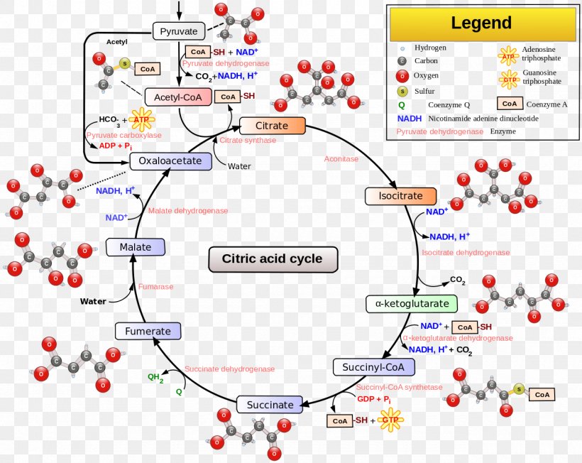 Citric Acid Cycle Cellular Respiration Pyruvic Acid Metabolic Pathway, PNG, 1280x1018px, Citric Acid Cycle, Acetyl Group, Acetylcoa, Adenosine Triphosphate, Aerobic Organism Download Free