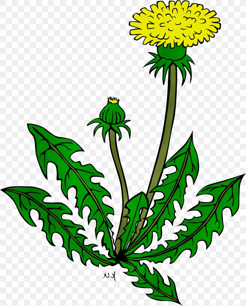 Flower Plant Leaf Herbaceous Plant Dandelion, PNG, 1924x2400px, Watercolor, Dandelion, Flower, Goldenrod, Herbaceous Plant Download Free