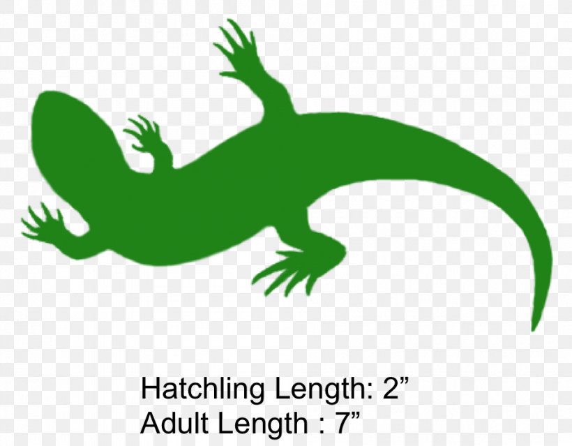 Gecko Frog Lizard Beak Clip Art, PNG, 951x742px, Gecko, Amphibian, Beak, Character, Fauna Download Free
