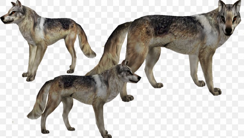 Saarloos Wolfdog Czechoslovakian Wolfdog Kunming Wolfdog Tamaskan Dog Seppala Siberian Sleddog, PNG, 1024x582px, Saarloos Wolfdog, Animal, Black Wolf, Carnivoran, Coyote Download Free
