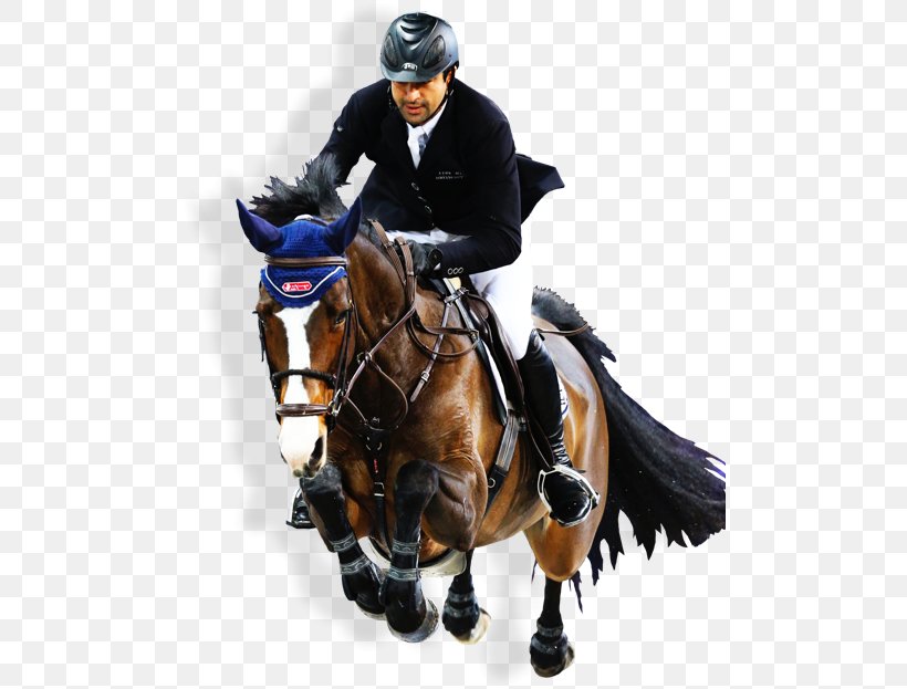 Show Jumping Anemone Horse Trucks Hunt Seat Stallion Equestrian, PNG, 492x623px, Show Jumping, Animal Sports, Animal Training, Bit, Bridle Download Free