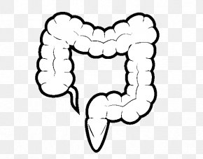 302 Sketch Large Intestine Images Stock Photos  Vectors  Shutterstock