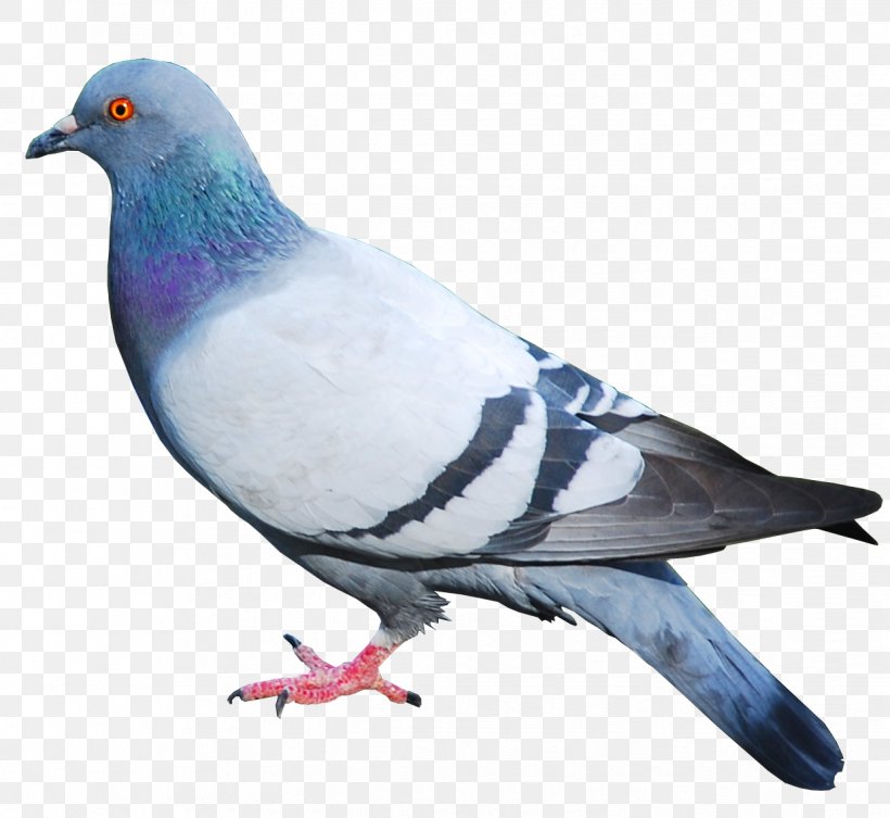 Domestic Pigeon Columbidae Bird, PNG, 1238x1138px, Bird, Animal, Beak, Bird Control, Bird Nest Download Free