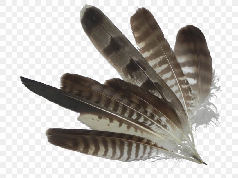 Feather, PNG, 1024x768px, Feather Download Free