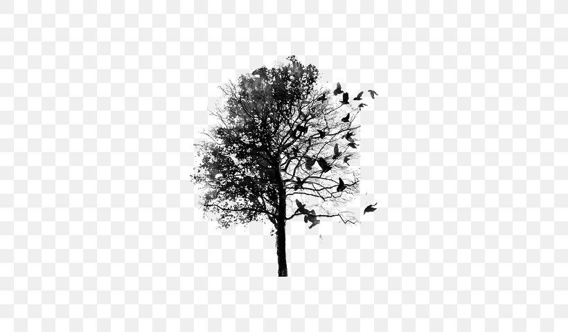 Judas-tree Paper Poster, PNG, 640x480px, Tree, Black And White, Branch, Drawing, Judastree Download Free