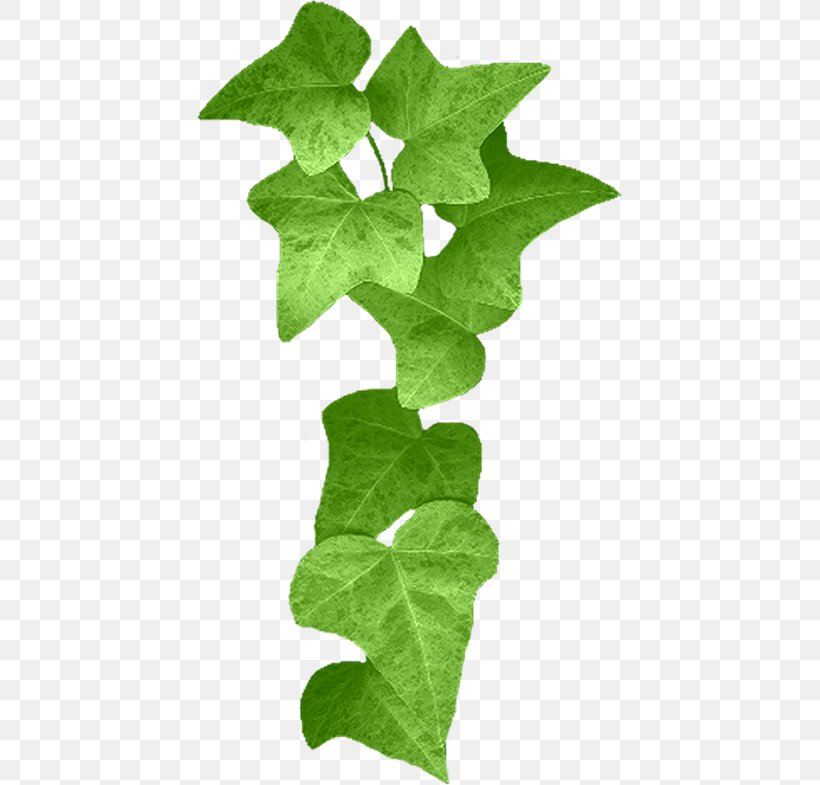 Leaf Yandex Search Breathing Clip Art, PNG, 427x785px, Leaf, Breathing, Ivy, Plant, Plant Stem Download Free