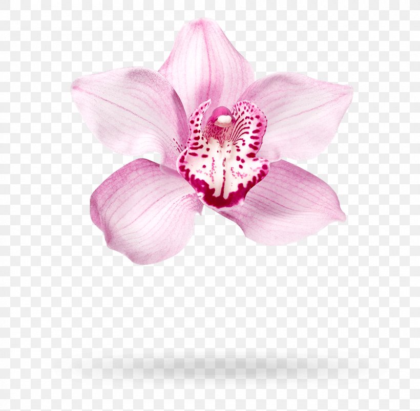 Moth Orchids Cut Flowers Pink M Petal, PNG, 1000x980px, Moth Orchids, Cut Flowers, Flower, Flowering Plant, Magenta Download Free