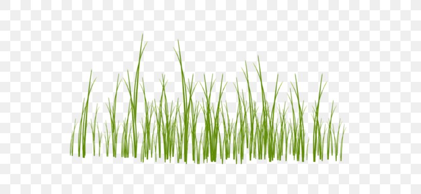 Image Download Clip Art Vector Graphics, PNG, 699x379px, Lawn, Advertising, Art, Chrysopogon Zizanioides, Commodity Download Free