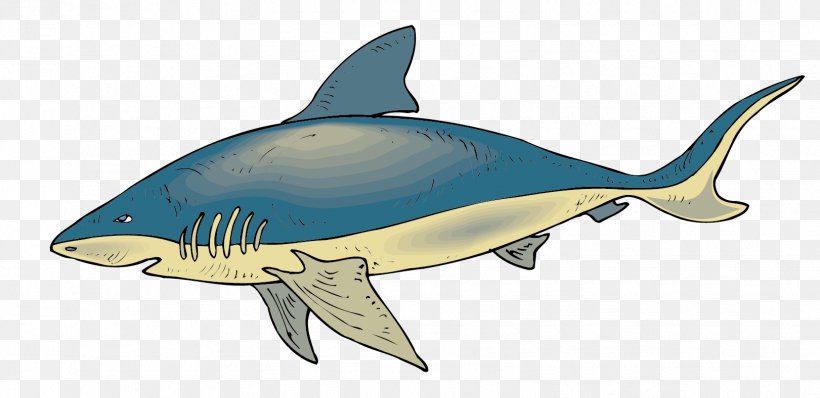 Requiem Shark Fish Clip Art, PNG, 1621x788px, Shark, Animation, Cartilaginous Fish, Chondrichthyes, Drawing Download Free