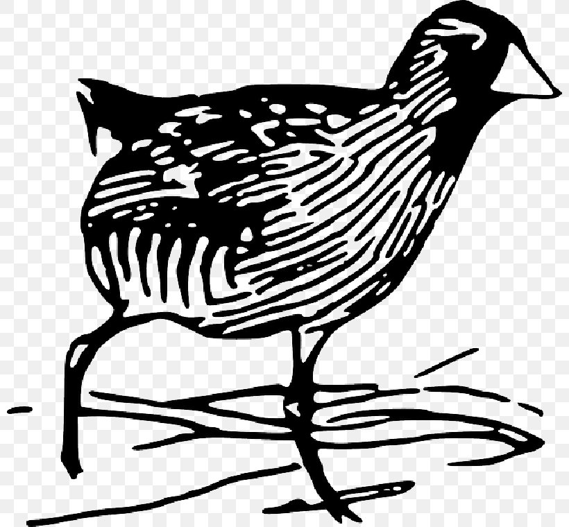 Sora Bird Clip Art Vector Graphics, PNG, 800x760px, Sora, Art, Beak, Bird, Bird Flight Download Free