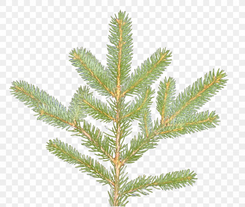 Spruce Larch Evergreen, PNG, 1212x1024px, Spruce, Branch, Conifer, Evergreen, Fir Download Free