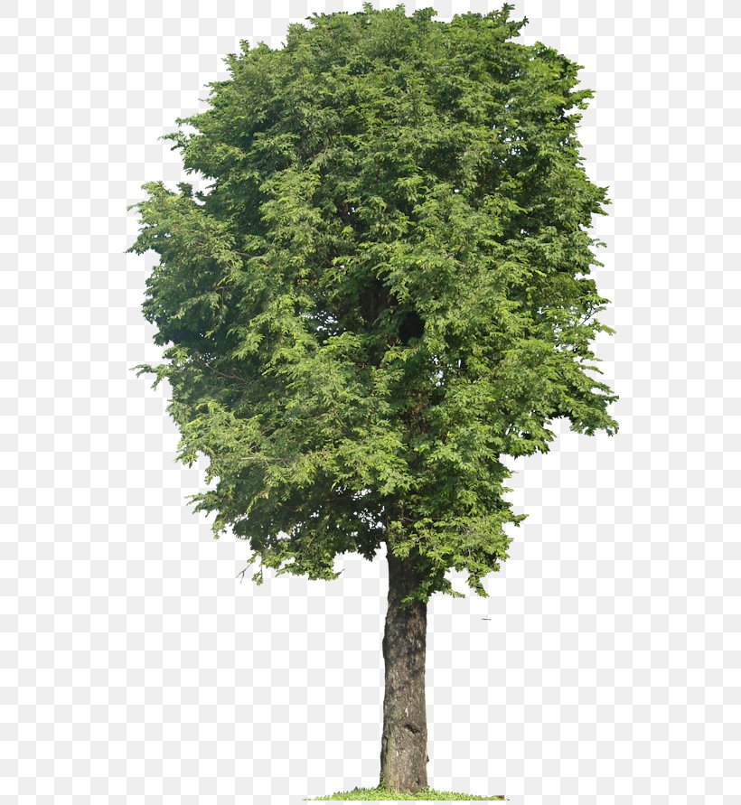 Tree Weeping Fig Branch, PNG, 551x891px, Tree, Banyan, Biome, Bonsai, Branch Download Free