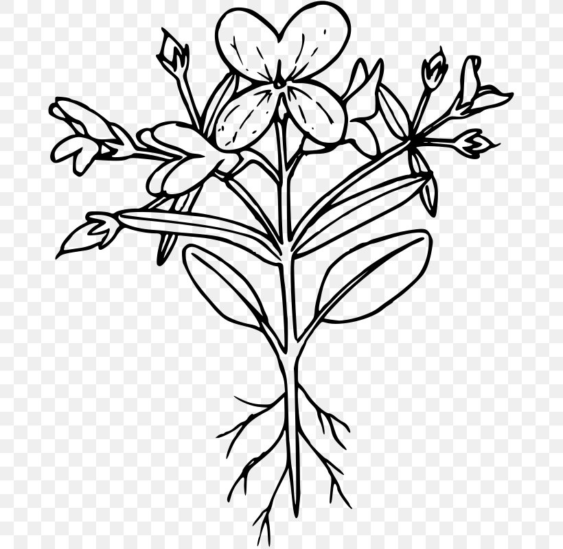 Collinsia Verna Clip Art, PNG, 679x800px, Eye, Black And White, Branch, Cut Flowers, Flora Download Free