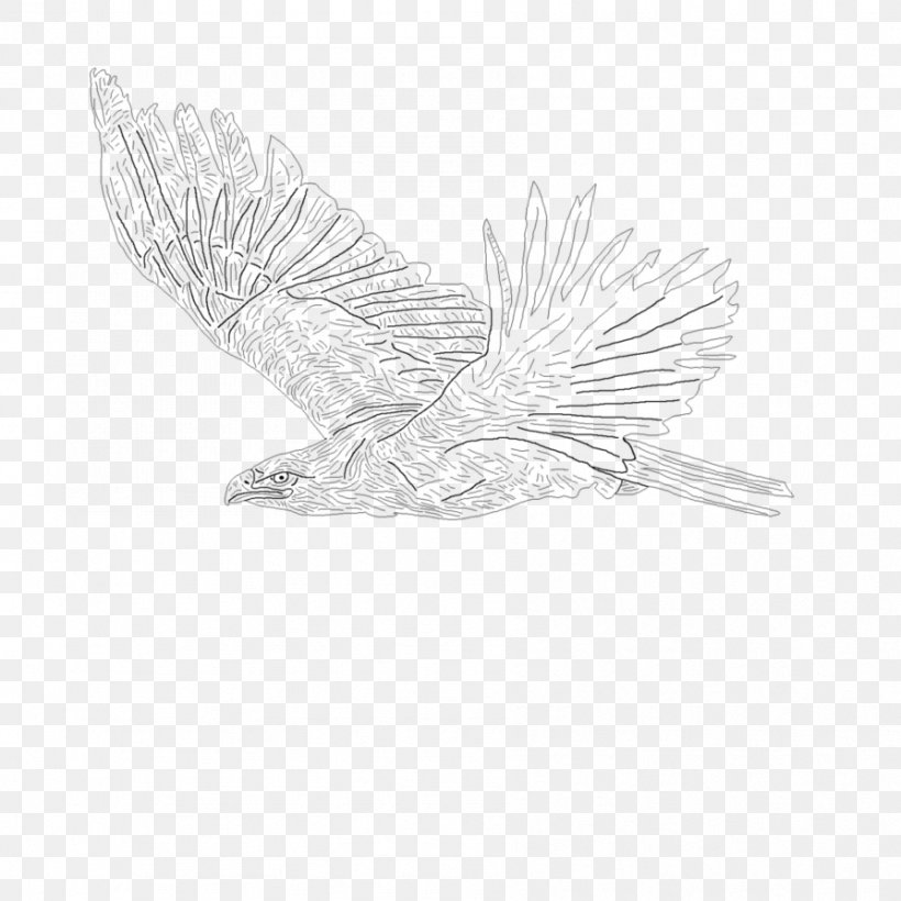 Feather Bird Of Prey Drawing Beak, PNG, 894x894px, Feather, Beak, Bird, Bird Of Prey, Black And White Download Free