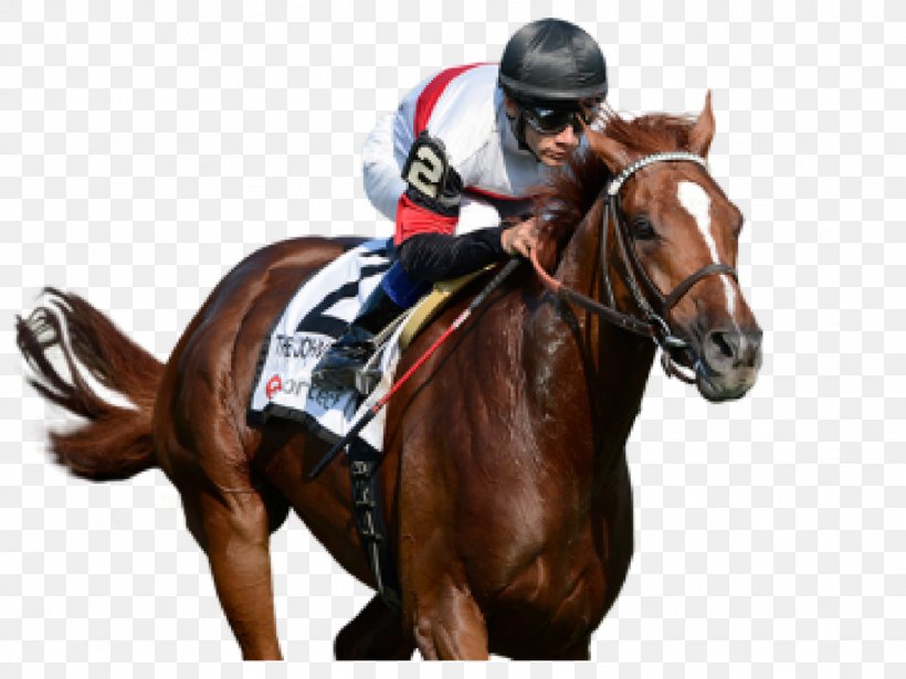 Horse Racing Gulfstream Park Sports Betting, PNG, 1024x768px, Horse, Animal Sports, Bit, Bridle, Equestrian Download Free