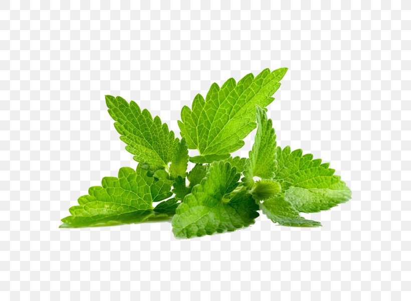 Peppermint Herb Leaf Essential Oil, PNG, 600x600px, Peppermint, Breathing, Essential Oil, Extract, Health Download Free