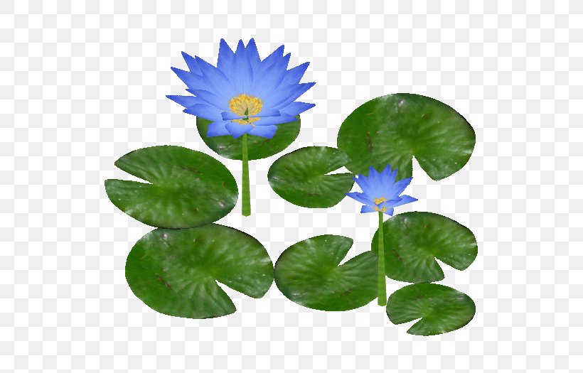 Water Lily, PNG, 525x525px, Water Lily, Annual Plant, Color, Flora, Flower Download Free