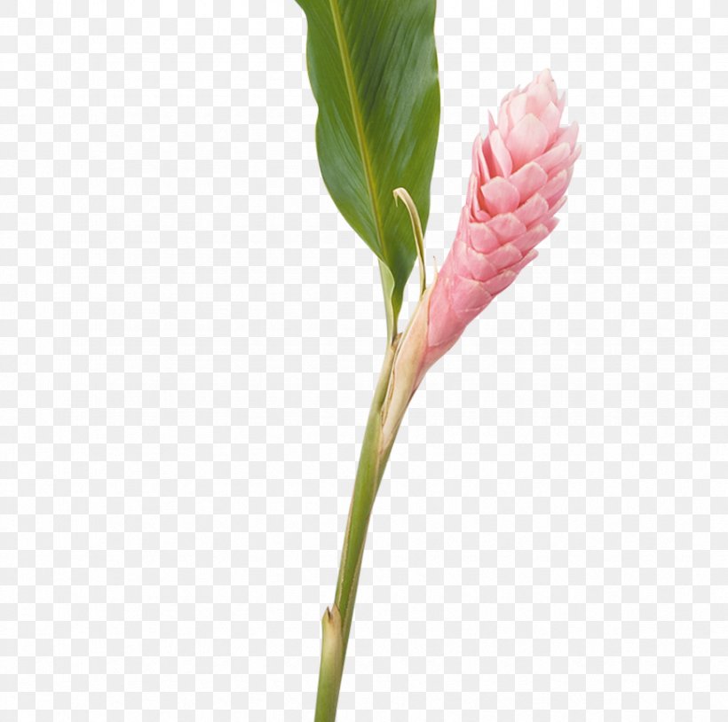 Alpinia Purpurata Lobster-claws Cut Flowers Ginger, PNG, 870x864px, Alpinia Purpurata, Alpinia, Bud, Cut Flowers, Etlingera Elatior Download Free