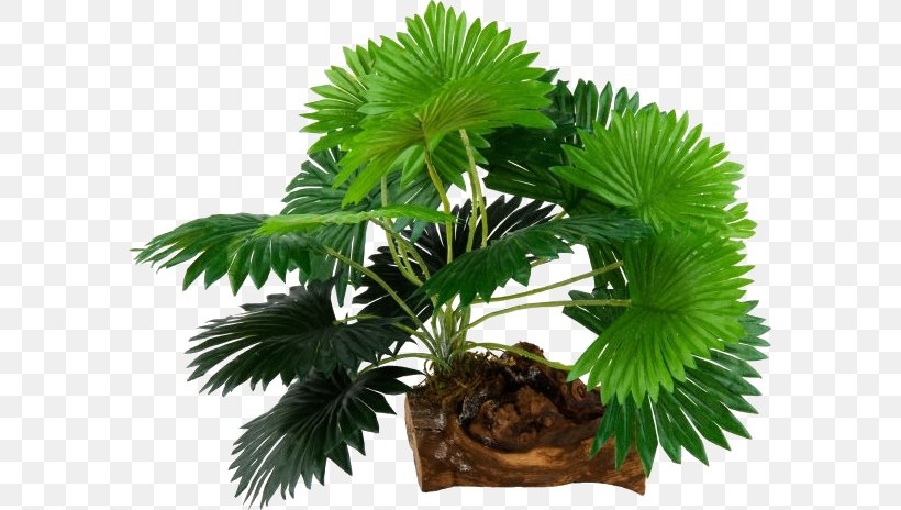 Asian Palmyra Palm Palm Trees Flowerpot Oil Palms Houseplant, PNG, 585x464px, Asian Palmyra Palm, Arecales, Borassus, Borassus Flabellifer, Elaeis Download Free