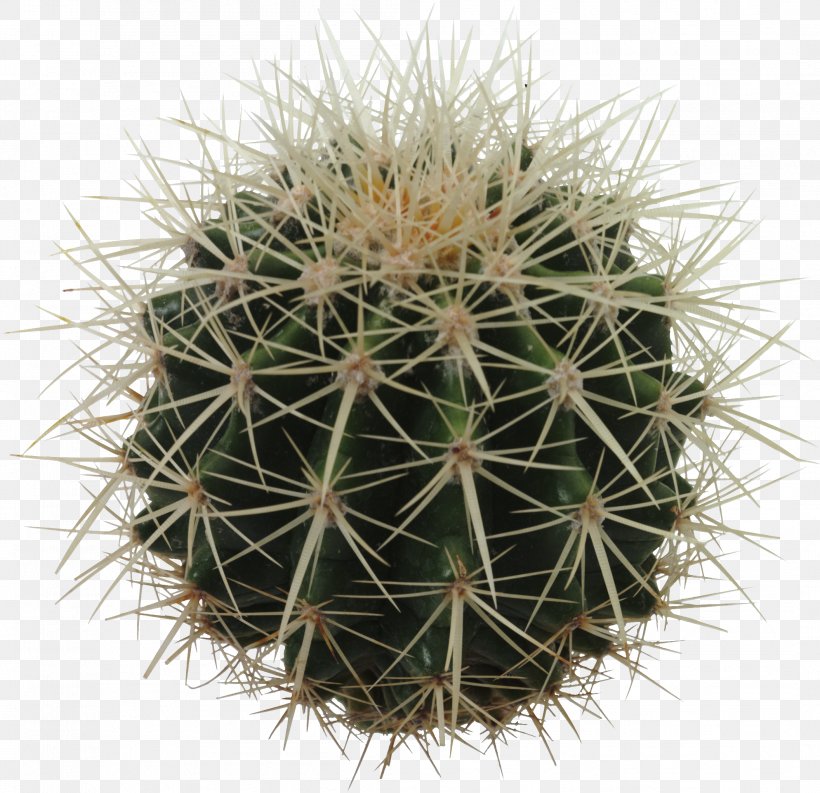 Cactus Icon, PNG, 2112x2045px, Cactaceae, Barrel Cactus, Cactus, Caryophyllales, Eastern Prickly Pear Download Free