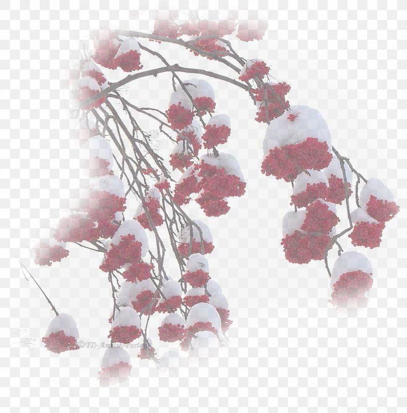Cherry Blossom ST.AU.150 MIN.V.UNC.NR AD Pink M, PNG, 837x850px, Cherry Blossom, Blossom, Branch, Cherry, Petal Download Free