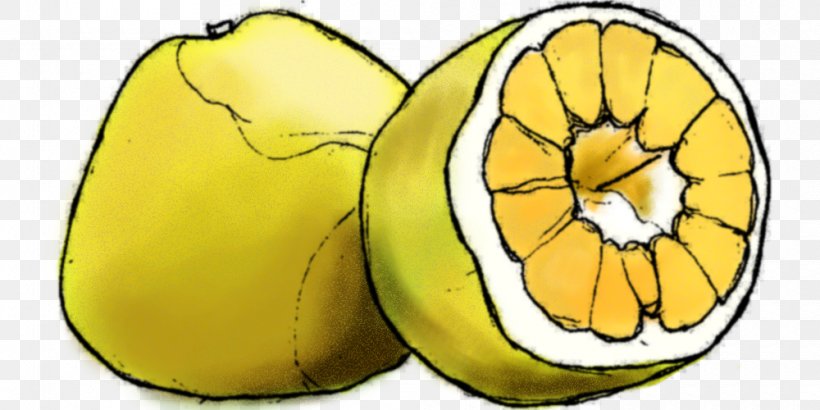 Lemon Ugli Fruit Cucurbita Bright Young Eyes, PNG, 1000x500px, Lemon, Citrus, Cucurbita, Food, Fruit Download Free