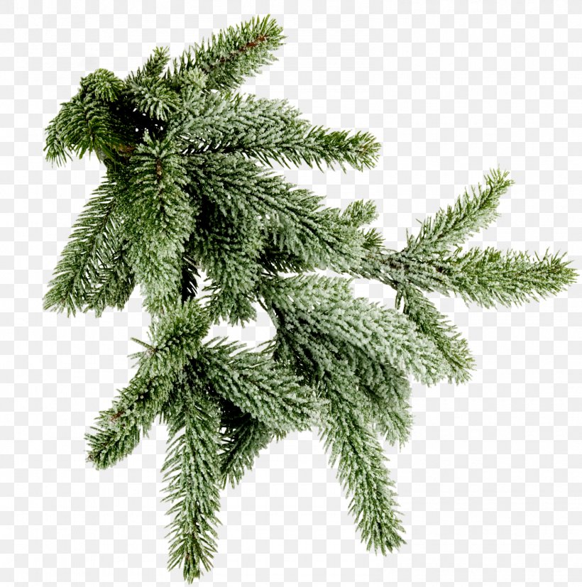 Spruce Twig New Year Tree Clip Art, PNG, 1585x1600px, Spruce, Branch, Christmas, Christmas Decoration, Christmas Ornament Download Free