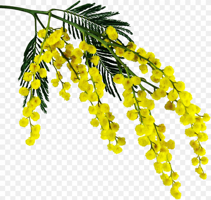 Yellow Plant Leaf Flower Tree, PNG, 1142x1080px, Yellow, Branch, Flower, Leaf, Plant Download Free
