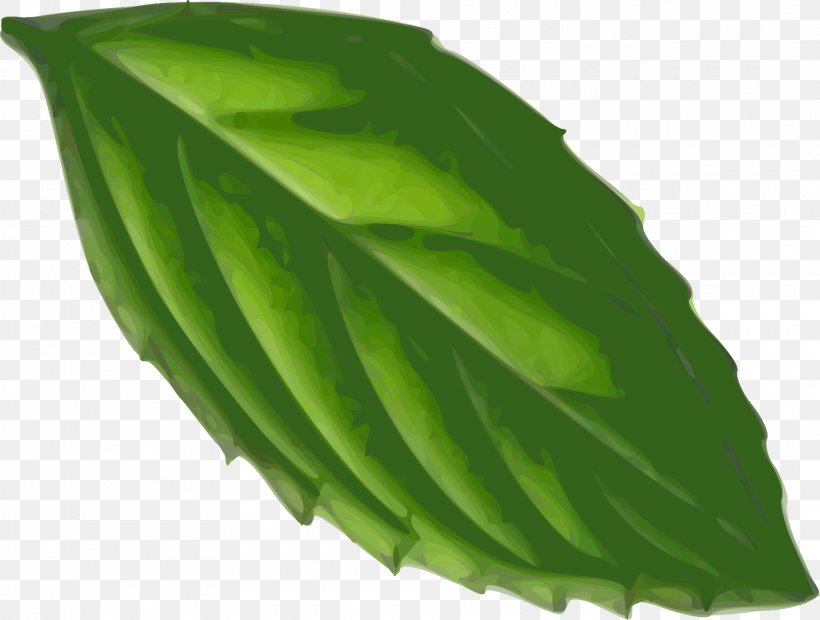 Peppermint Clip Art, PNG, 1920x1452px, Peppermint, Banana Leaf, Herb, Leaf, Mint Download Free