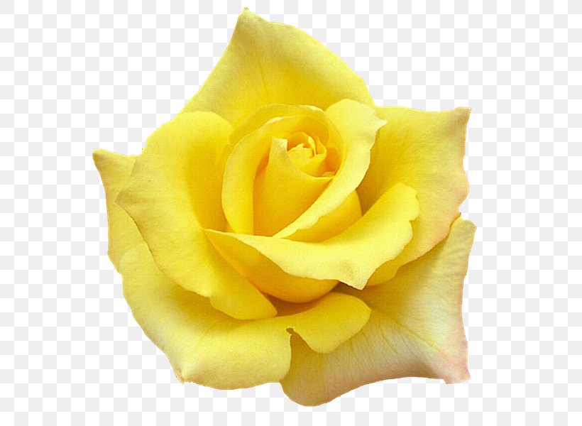 White Rose Of York Quotation Yellow Desktop Wallpaper, PNG, 584x600px, Rose, Close Up, Cut Flowers, Floribunda, Flower Download Free