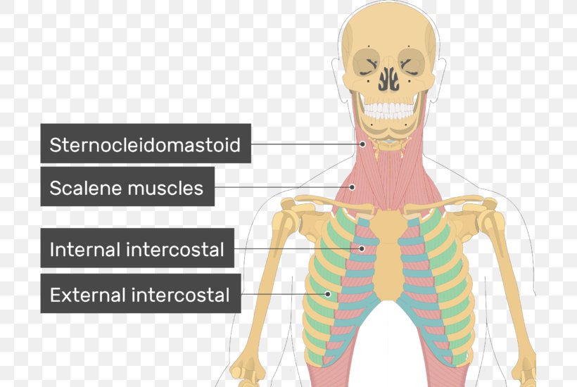 External Intercostal Muscles Internal Intercostal Muscles Scalene Muscles, PNG, 705x550px, Watercolor, Cartoon, Flower, Frame, Heart Download Free
