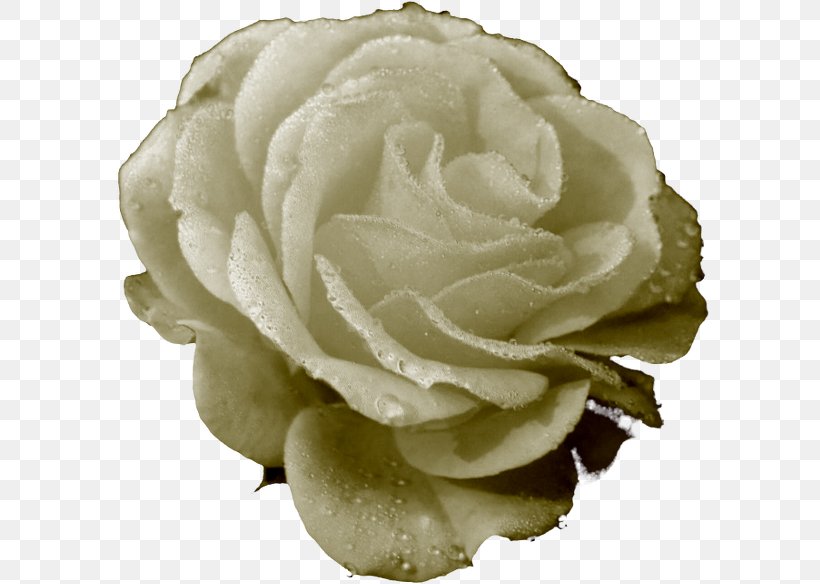Garden Roses Cabbage Rose Cut Flowers Petal, PNG, 600x584px, Garden Roses, Cabbage Rose, Cut Flowers, Flower, Garden Download Free
