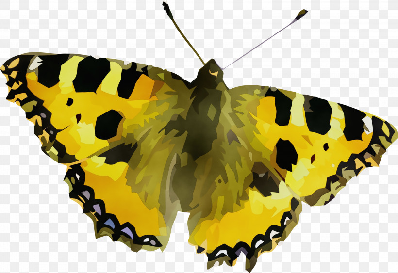 Insect Brush-footed Butterflies Clouded Yellows Small Tortoiseshell Gossamer-winged Butterflies, PNG, 3000x2063px, Watercolor, Biology, Brushfooted Butterflies, Clouded Yellows, Geometry Download Free