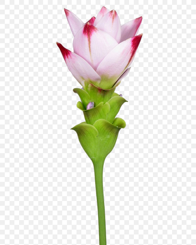 Siam Tulip Cut Flowers Turmeric Plant Stem, PNG, 385x1024px, Siam Tulip, Bud, Cut Flowers, Flower, Flowering Plant Download Free