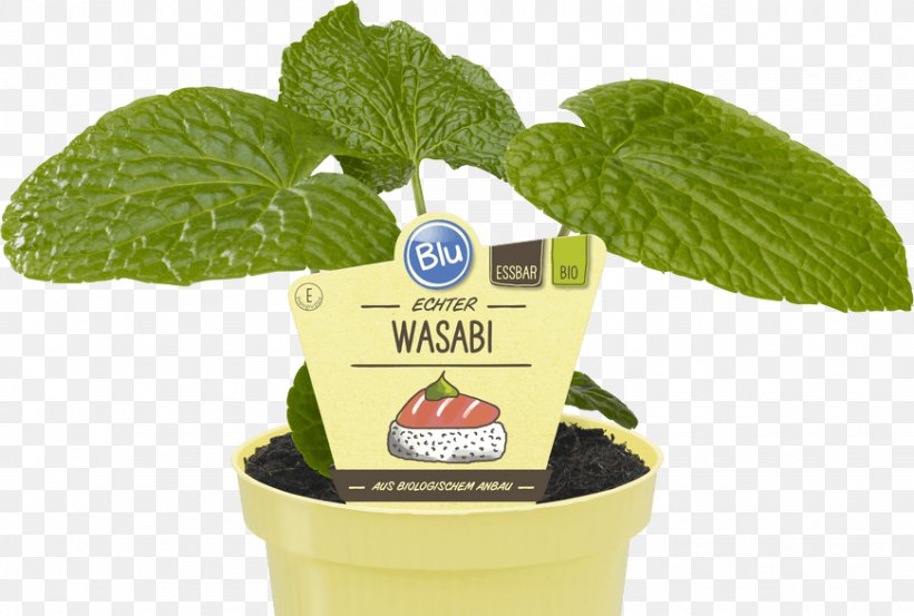 Wasabi Herb Sushi Taste Vegetable, PNG, 870x587px, Wasabi, Avocado, Flavor, Health, Herb Download Free