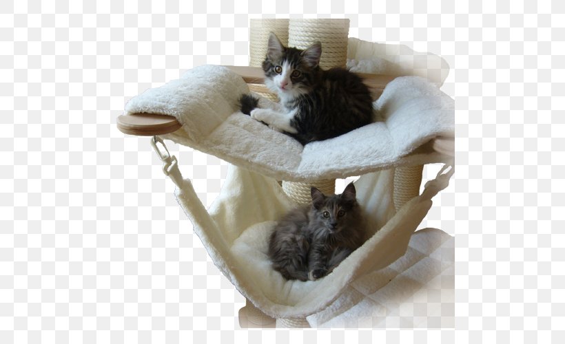 Whiskers Kitten Domestic Short-haired Cat Fur, PNG, 500x500px, Whiskers, Cat, Cat Bed, Cat Furniture, Cat Like Mammal Download Free