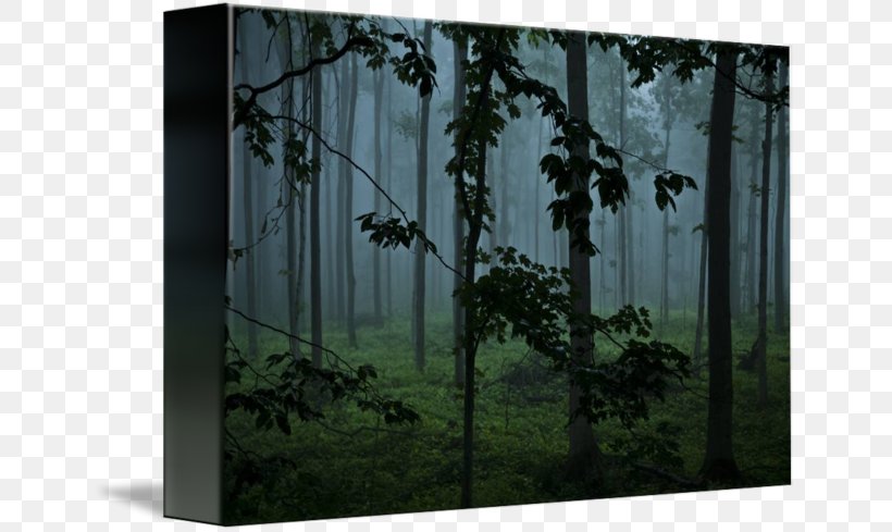 Window Woodland Tree Landscape, PNG, 650x489px, Window, Biome, Conifers, Ecosystem, Forest Download Free