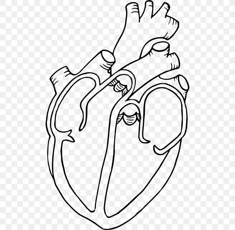 Diagram Heart Drawing Anatomy Clip Art, PNG, 502x800px, Watercolor, Cartoon,  Flower, Frame, Heart Download Free