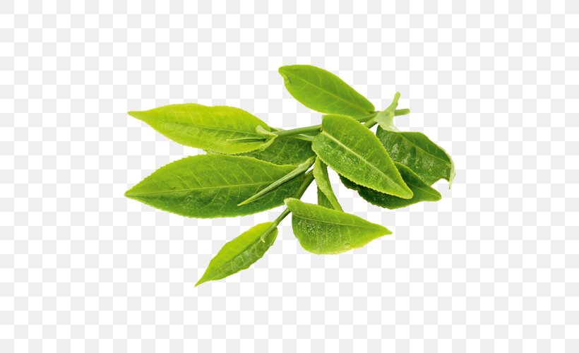 Green Tea Matcha Oolong Tea Plant, PNG, 500x500px, Green Tea, Basil, Black Tea, Caffeine, Catechin Download Free
