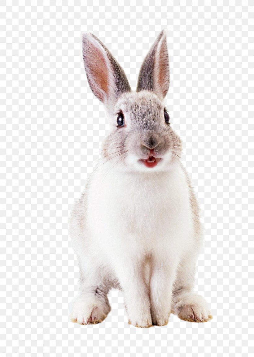 Hare European Rabbit Easter Bunny, PNG, 1136x1600px, Hare, Animal, Domestic Rabbit, Easter Bunny, European Rabbit Download Free