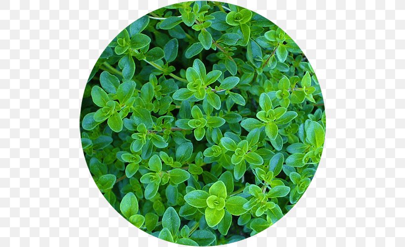 Herb Pencil Thyme Sprouting Seed, PNG, 500x500px, Herb, Basil, Common Purslane, Coriander, Food Download Free